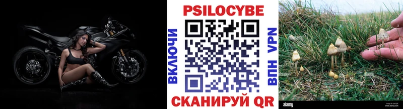 Купить  Волгодонск  Псилоцибиновые грибы Cubensis 